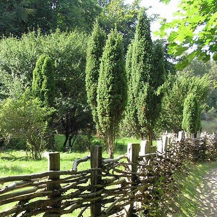 Можжевельник обыкновенный 'Суецика'