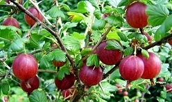 Крыжовник 'Сенатор' Крыжовник 'Сенатор'