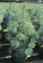 Сосна западная белая 'Аммерланд'