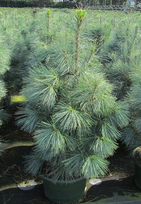 Сосна западная белая 'Аммерланд'