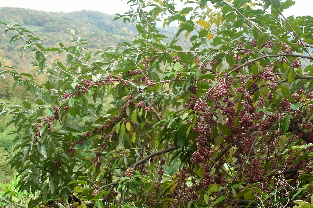 Лох зонтичный