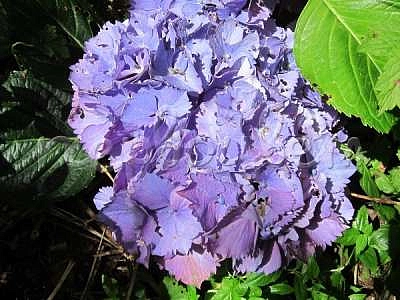 Гортензия крупнолистная 'Замбия'