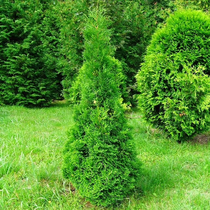 Туя западная 'Холмструп'