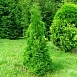 Туя западная 'Холмструп'