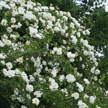 Роза 'Сити оф Йорк' (плетистая) (белая)