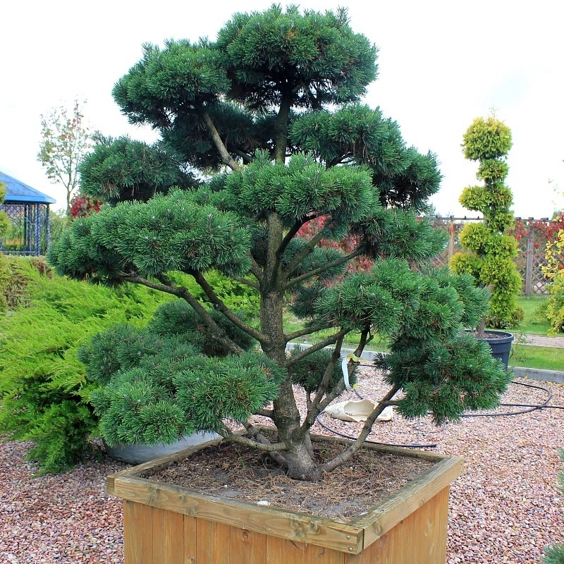 Сосна горная 'Гном' бонсай