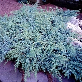 Можжевельник чешуйчатый Ханнеторп (Hunnetorp)