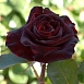 Роза 'Блэк Баккара' (чайно-гибридная) (темно-бордовая)