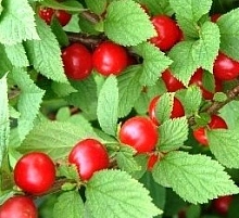 Вишня войлочная 'Натали'