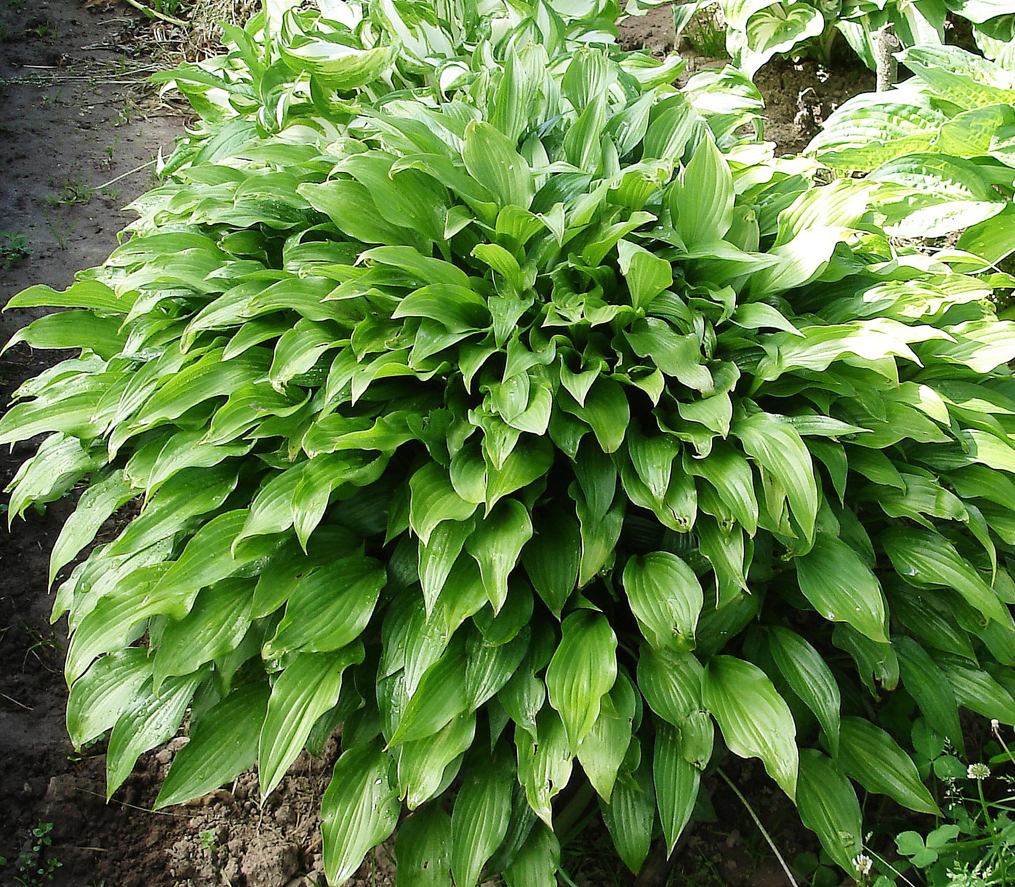 Хоста ланцифолия (остролистная, ланцетолистная)