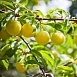 Слива 'Желтая Ранняя'