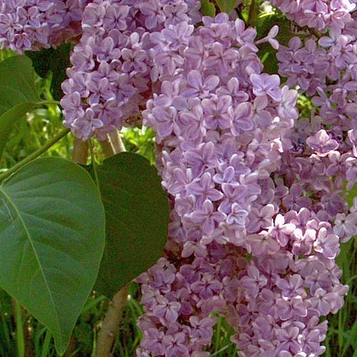 Сирень обыкновенная 'Вирджиния Беккер' (розовая)