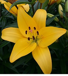 Лилия 'Йеллоу Даймонд' (желтая)