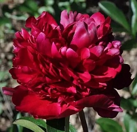 Пион молочноцветковый 'Биг Ред Бумер Сунер'