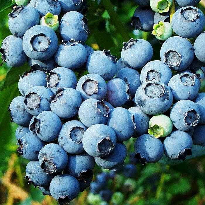 Голубика высокорослая 'Блюкроп' Голубика высокорослая 'Блюкроп'