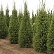 Ель обыкновенная 'Купрессина'