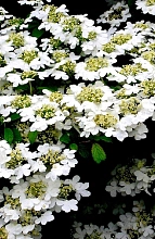 Калина складчатая 'Ватанабе'