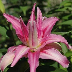 Лилия 'Дабл Леди' (розовая)