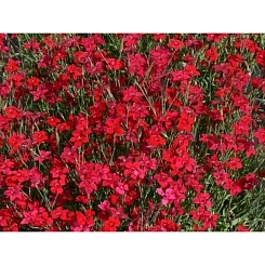 Гвоздика травянка 'Флэшинг Лайт'