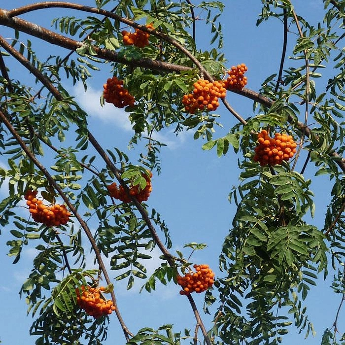 Рябина обыкновенная 'Пендула'