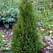 Туя западная 'Пирамидалис Компакта'