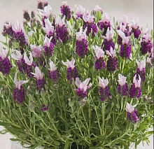 Лаванда стэхадская 'Бандера Пинк' (розовая)