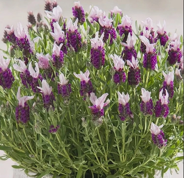 Лаванда стэхадская 'Бандера Пинк' (розовая)
