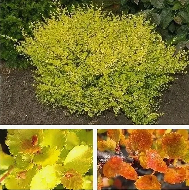 Береза карликовая 'Голден Треже'