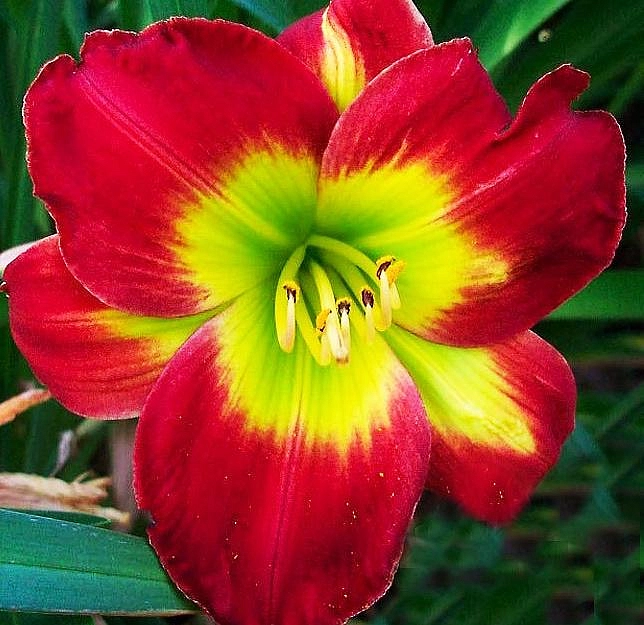 Лилейник гибридный 'Кристмас Из' (Темно-красный)