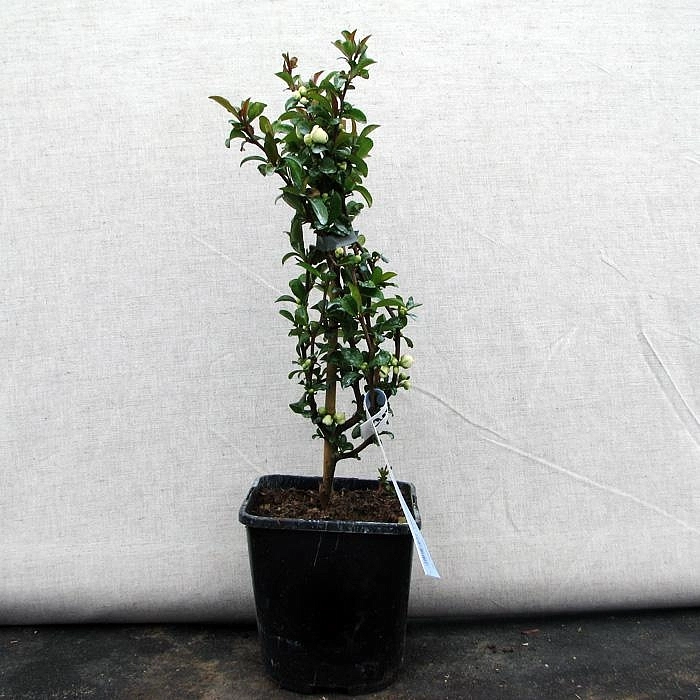 Айва прекрасная 'Юкиготен'