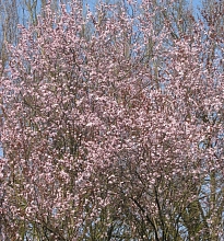 Слива мелкопильчатая Нигра