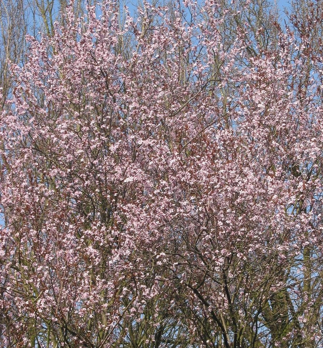 Слива мелкопильчатая Нигра