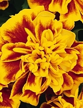 Тагетес (бархатцы) отклоненный 'Бонанза Би' (красно-желтый)