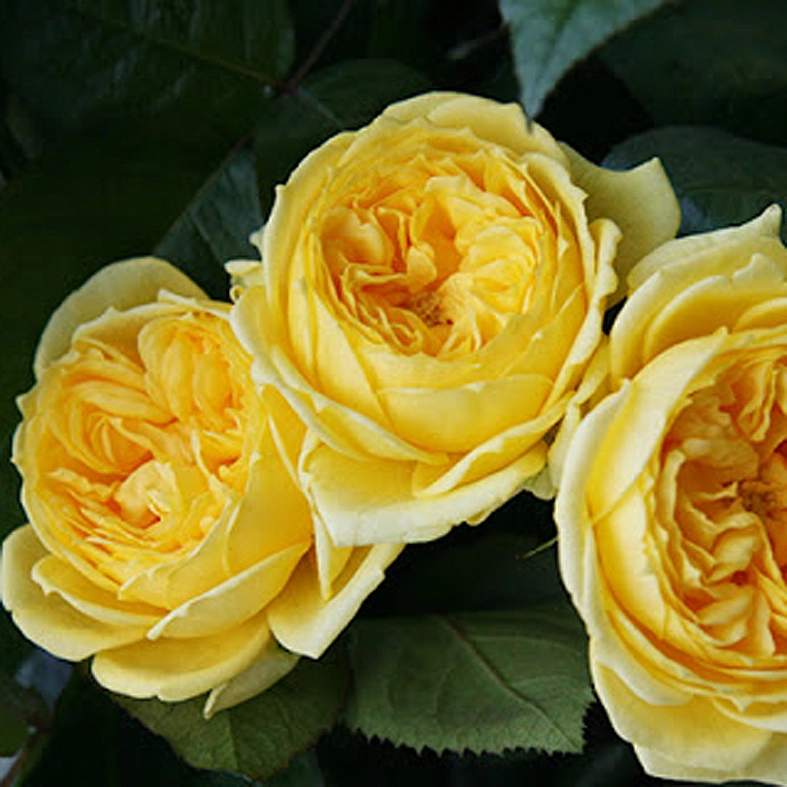 Роза 'Шато де Шеверни' (чайно-гибридная) (желтая)