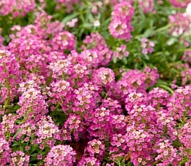 Алиссум морской (Лобулярия) 