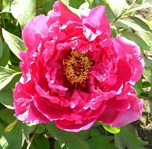 Пион древовидный 'Пинк Ред' (малиновый)