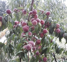 Персик 'Воронежский'