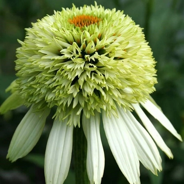 Эхинацея пурпурная 'Коконат Лайм'