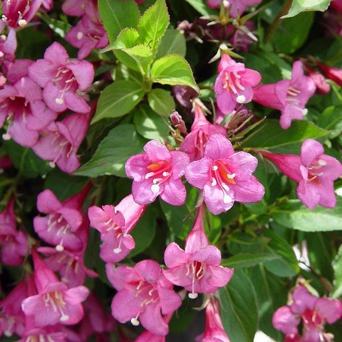 Вейгела цветущая 'Пурпурея'