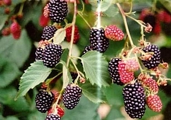 Ежевика 'Чачанска Бестрна'