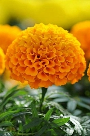 Тагетес (бархатцы) прямостоячий 'Тайшан Оранж' (оранжевый)