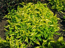 Альтернантера 'Бетзика грин йеллоу' 