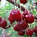 Вишня обыкновенная 'Десертная Морозовой'