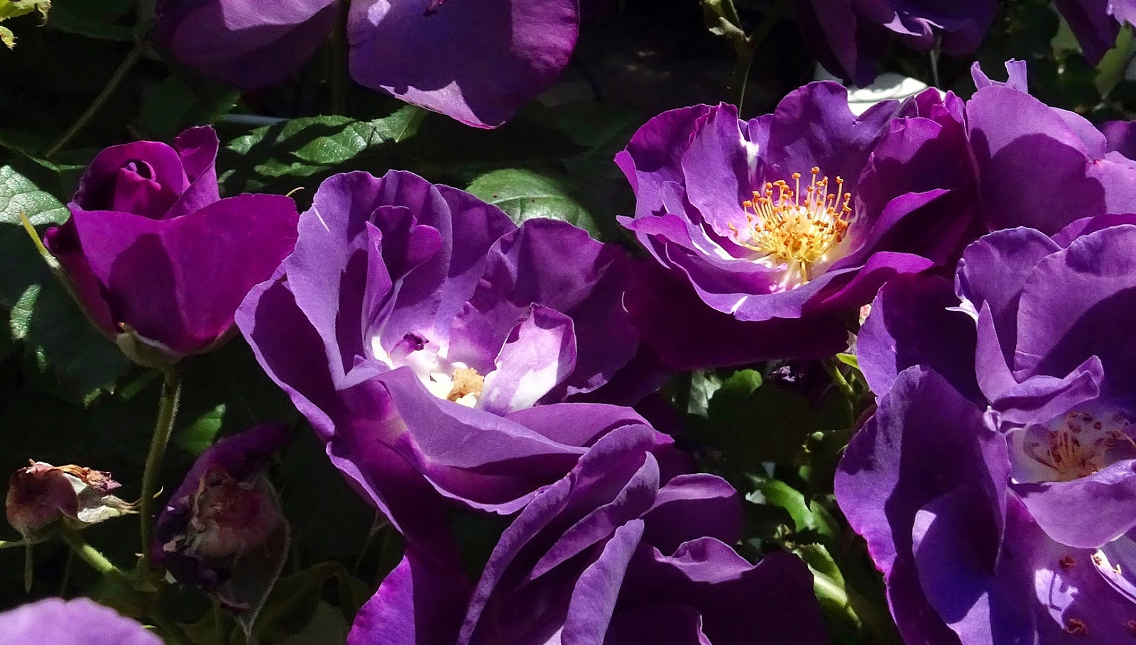 Роза 'Миднайт Блю' (шраб) (темно-пурпурная)
