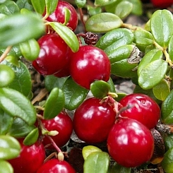 Клюква крупноплодная 'Ховес'