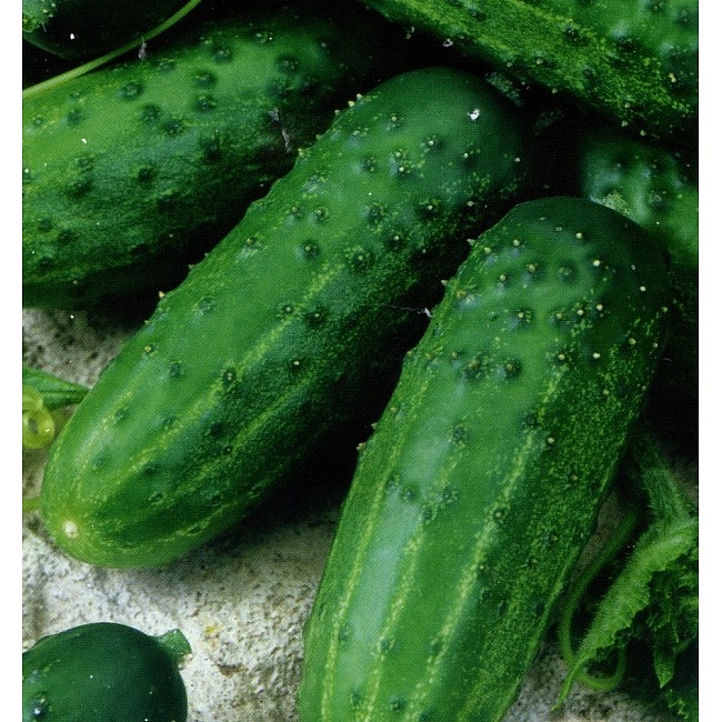 Огурец 'Засолочный'