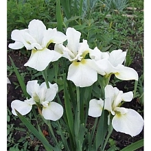 Ирис сибирский 'Хапсвелл Хэппинесс'