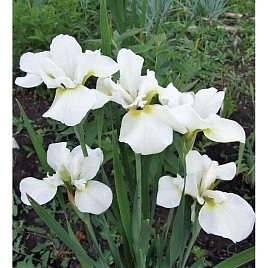 Ирис сибирский 'Хапсвелл Хэппинесс'