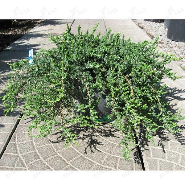 Можжевельник обыкновенный 'Гринмантл'