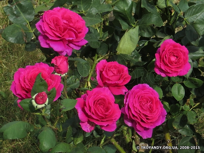 Роза 'Жорианда' (чайно-гибридная) (розовая)